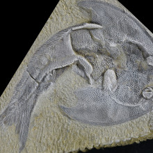 Galeaspida fossil